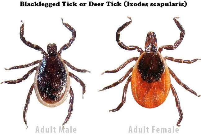 Blacklegged Tick (also known as the Deer Tick)