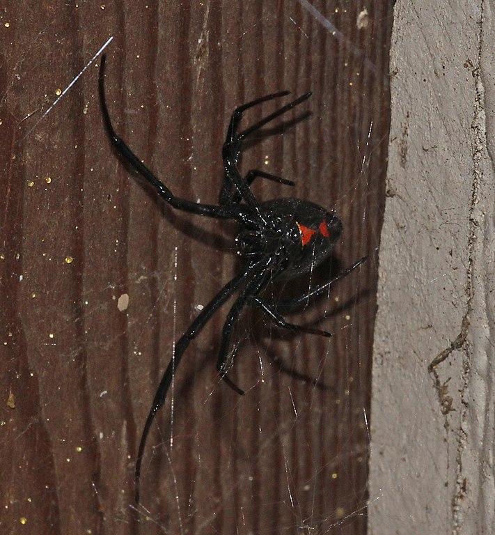 Black_Widow_Spider_Safety_Tips