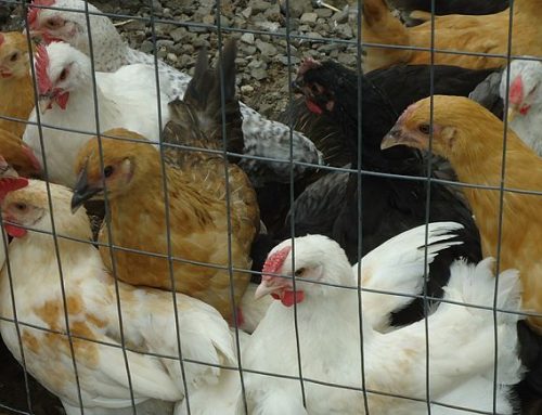 Highly Pathogenic Avian Influenza (HPAI) Tips