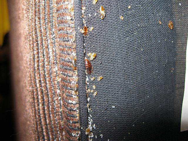 Bedbugs with their eggs located underneath a bed.