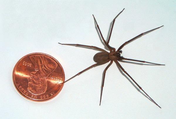 brown_recluse_spider