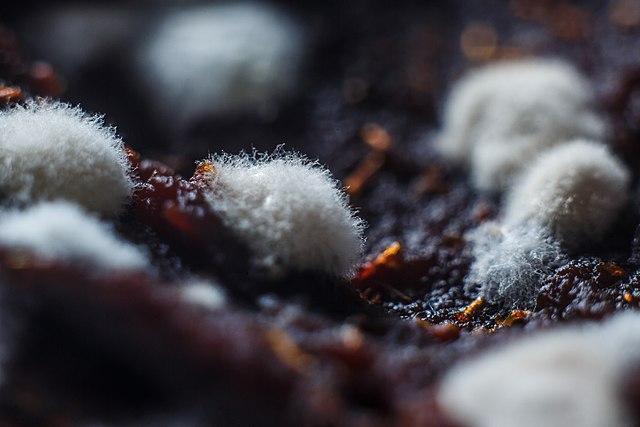 Mold that grew on tomato paste. Photo taken on a regular digital camera, without using a microscope