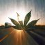 ATRI Seeks Truckers' Views on Marijuana's Impact
