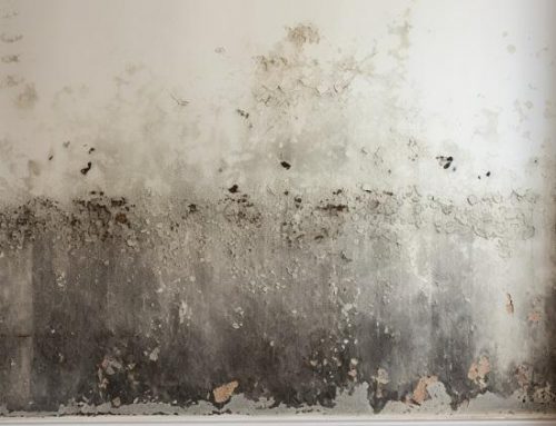Mold Inspection: A Brief Guide for Property Owners
