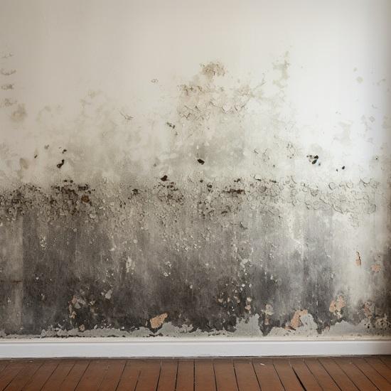 Post Mold Remediation Report